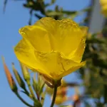 Laios (adults Only) Limenas (Thasos)