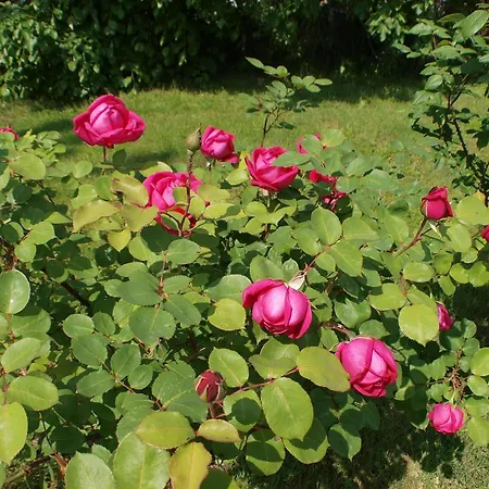 فندق Laios (adults Only) لايميناس